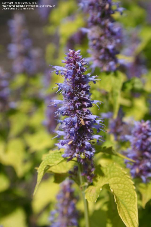 تصاویر گل مکزیکی Agastache foeniculum 6